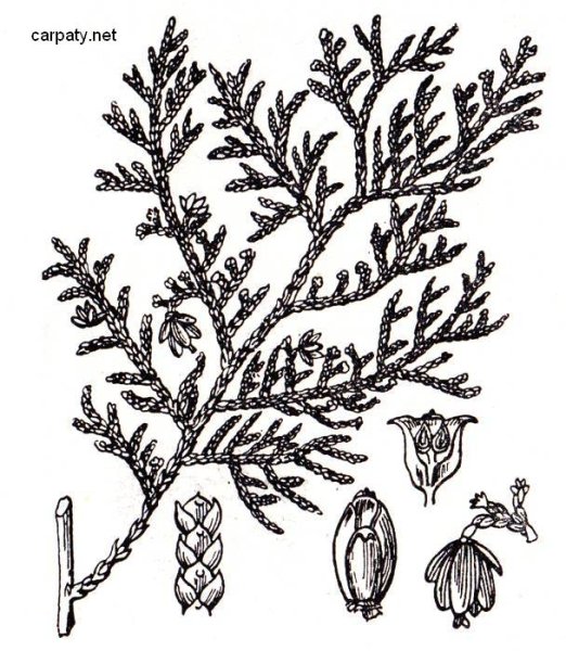 Туя Западная побег