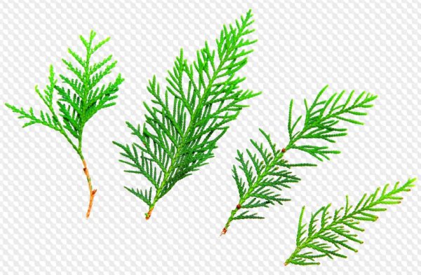 Ветка туи на прозрачном фоне
