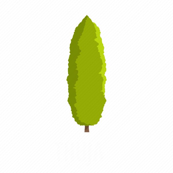 Дерево Кипарис вектор