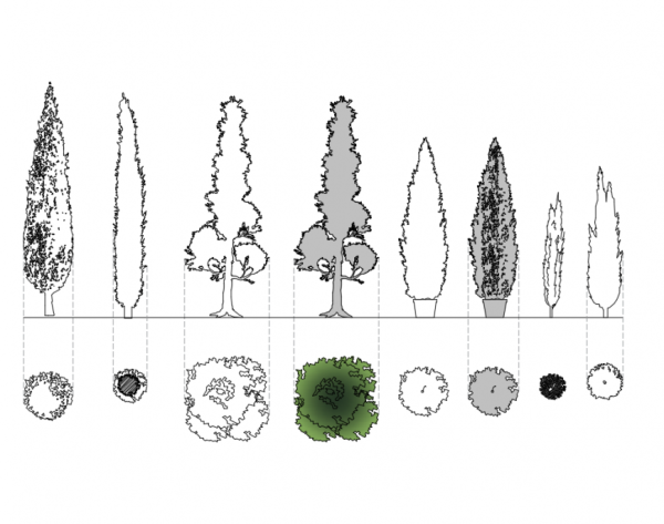 Туя Западная Смарагд вид сверху