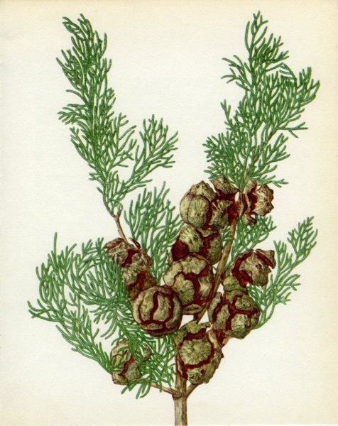 Кипарис вечнозеленый ветка