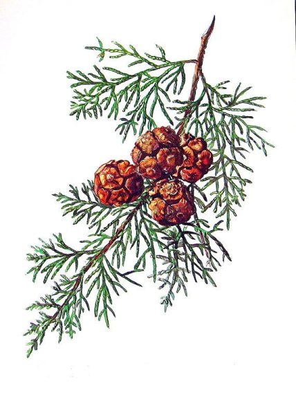 Кипарис вечнозеленый Ботанический рисунок