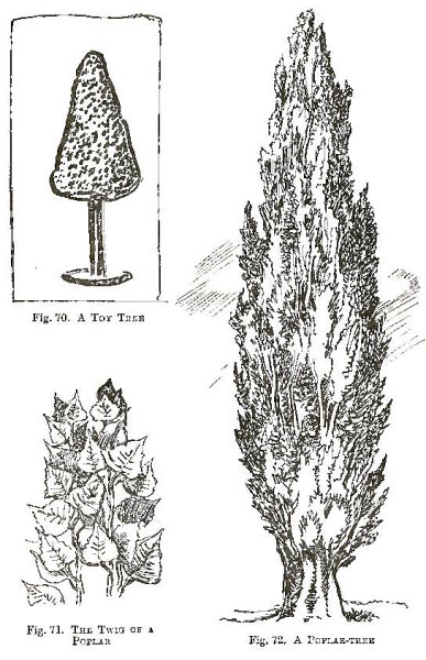 Туя карандашом