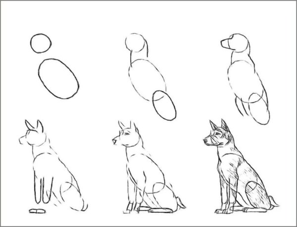 Схема рисования собаки