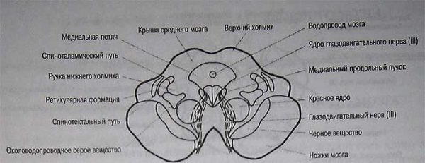 Внешнее строение среднего мозга анатомия