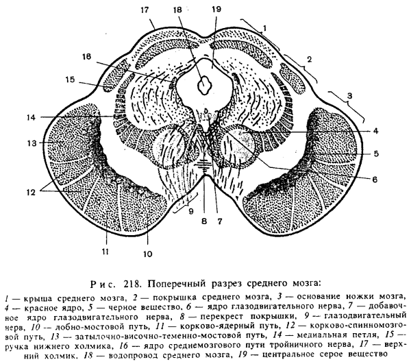 Схема поперечного разреза среднего мозга