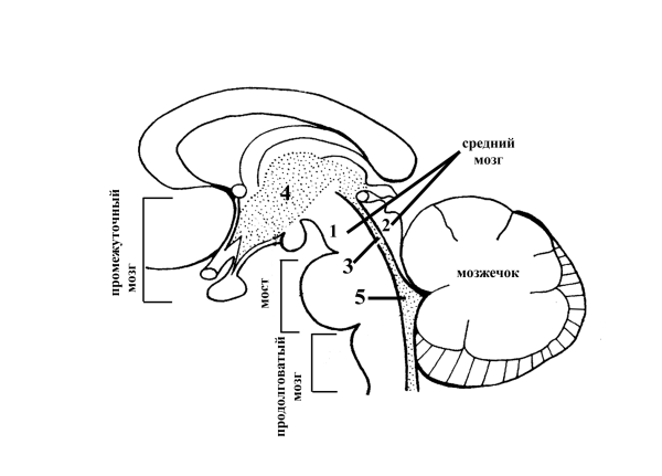 Строение среднего мозга схема