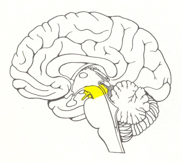 Анатомия головного мозга средний мозг