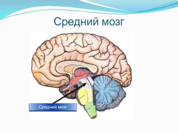 Строение головного мозга средний мозг