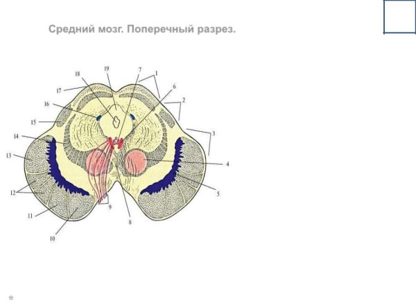 Строение среднего мозга срез