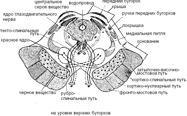 Поперечный срез среднего мозга ядра