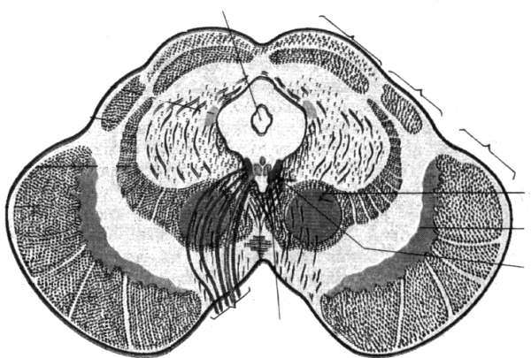 Строение среднего мозга на поперечном разрезе