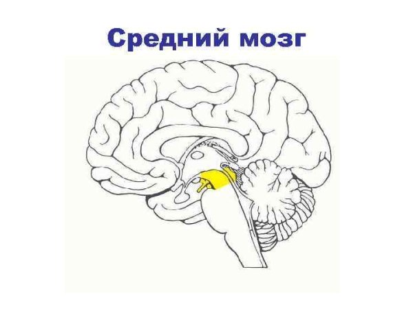 Срез промежуточного мозга схема