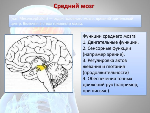 Средний мозг анатомия Синельников