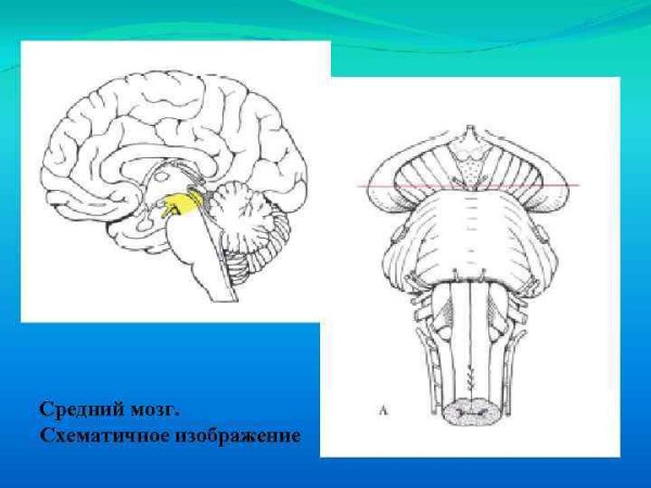 Строение среднего мозга анатомия