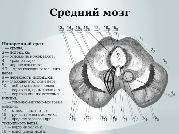 Поперечный разрез среднего мозга на уровне нижних холмиков