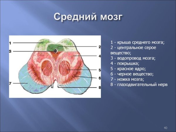 Функции ядер черепно-мозговых нервов среднего мозга