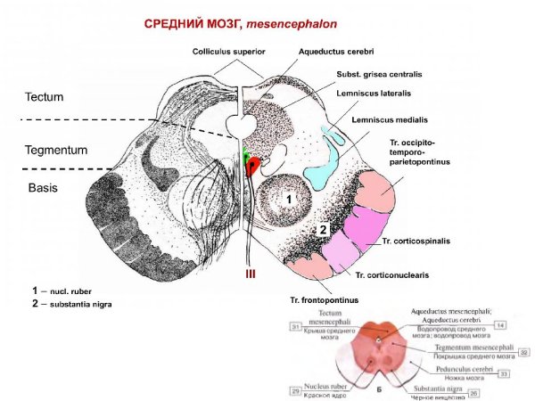 Поперечный срез среднего мозга схема