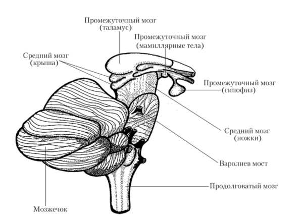 Поперечный срез среднего мозга схема