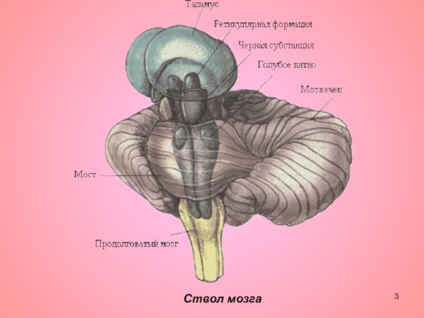 Средний мозг анатомия внутреннее строение