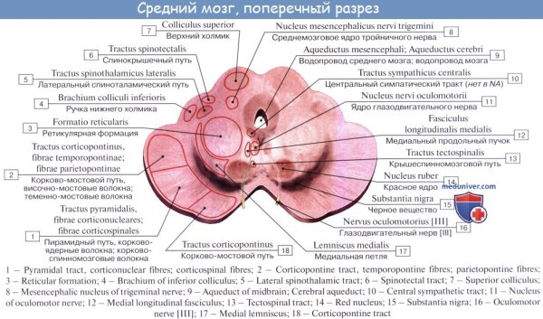 Строение среднего мозга человека