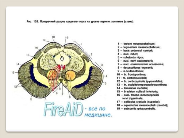 Основные структуры среднего мозга