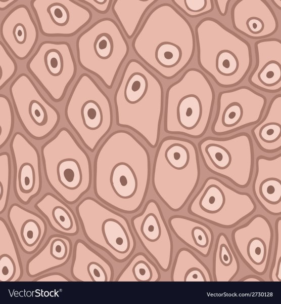 Клетки ткани кожи человека