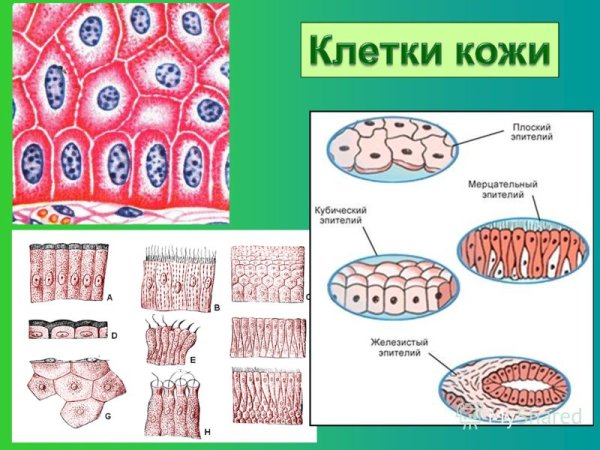 Клетки кожного эпителия