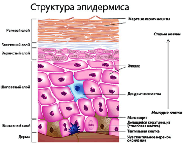 Строение базального слоя эпидермиса