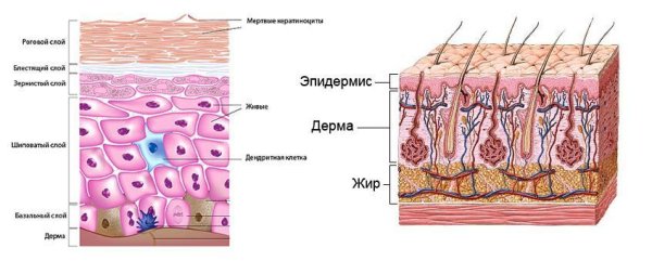 Строение кожи слои эпидермиса