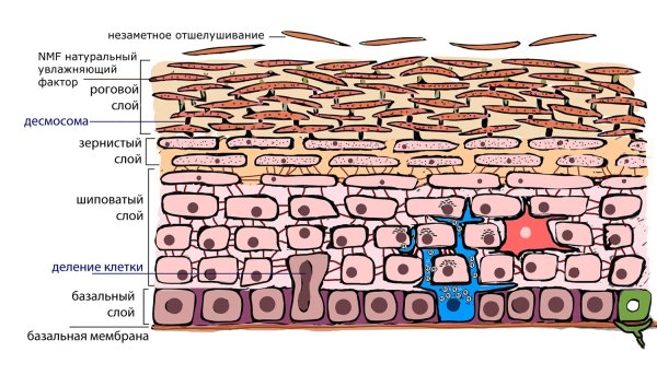 Клетки клетки кожи человека