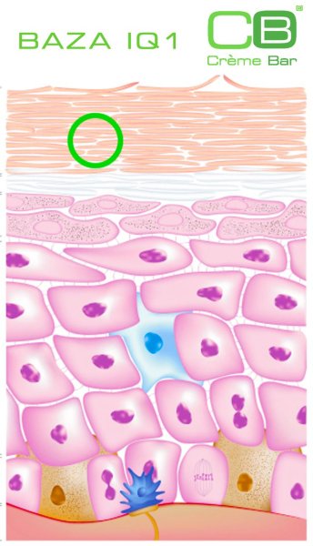 Слои эпидермиса кожи схема
