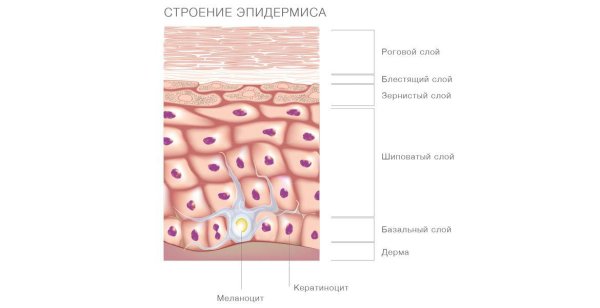 Строение эпидермиса с клетками Лангерганса