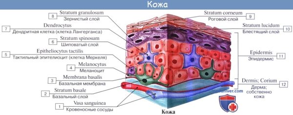 Строение и функции кожи рисунок