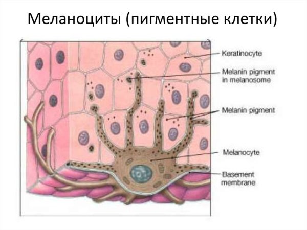 Stratum corneum слой кожи