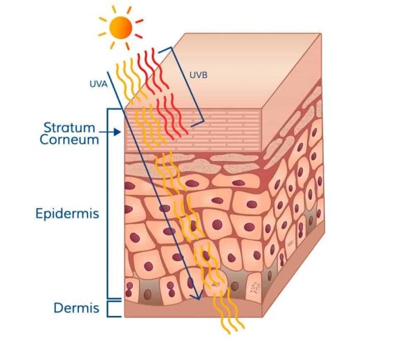 Строение клетки эпителия