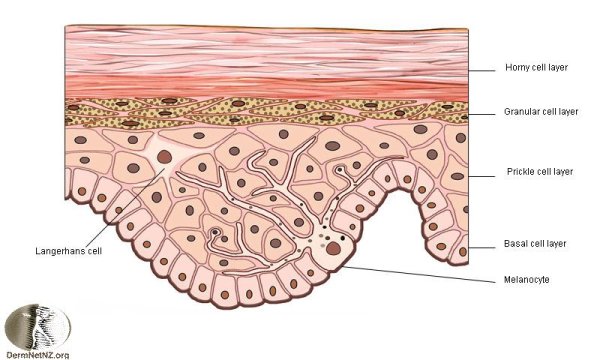 Слой 1) эпидермис 2) дерма 3) гиподерма