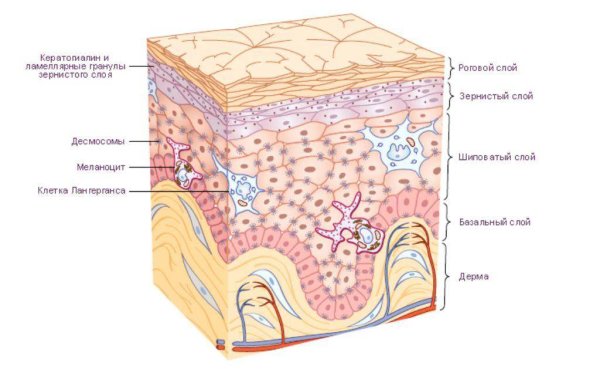 Слой 1) эпидермис 2) дерма 3) гиподерма