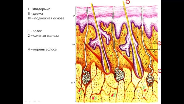 Кожа эпидермис дерма