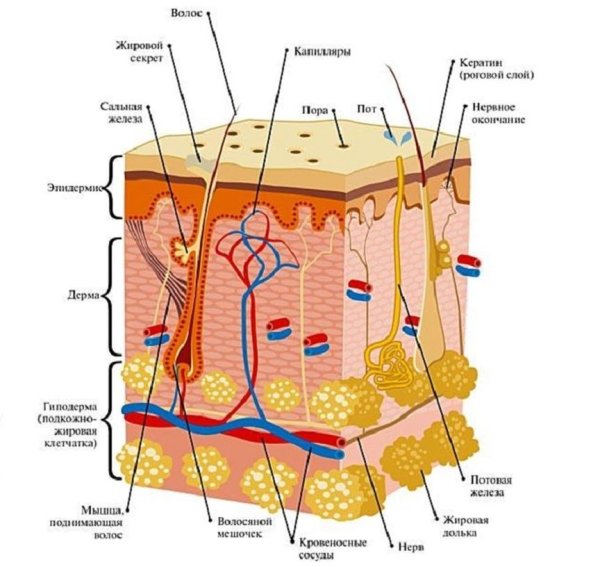 Строение кожи головы