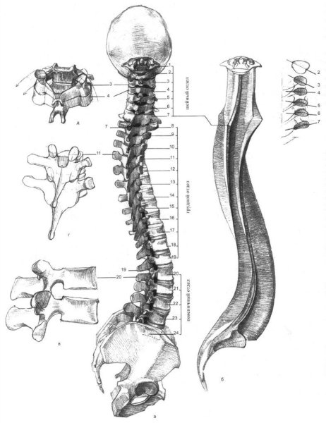 Позвоночный столб скелет