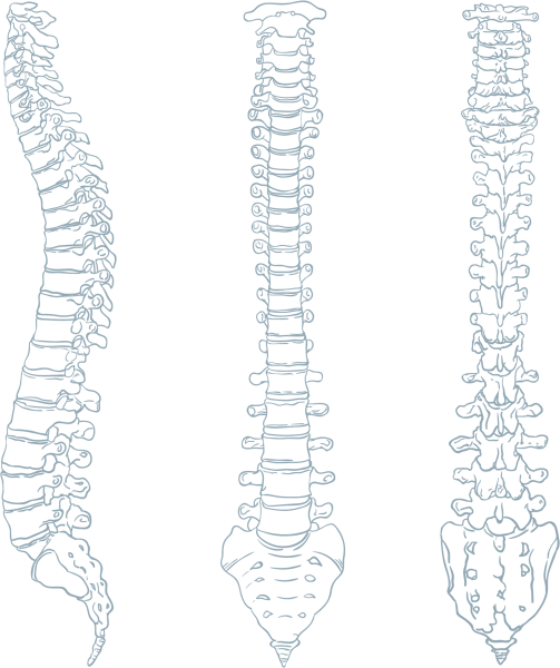 Скелет позвоночника vertebra