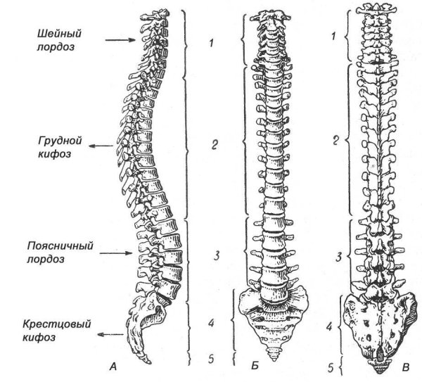 Позвоночный столб Баммес
