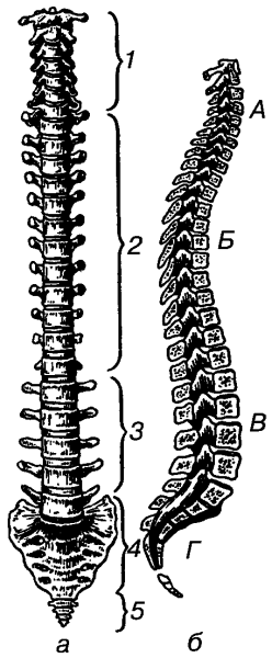 Позвоночник отделы строение