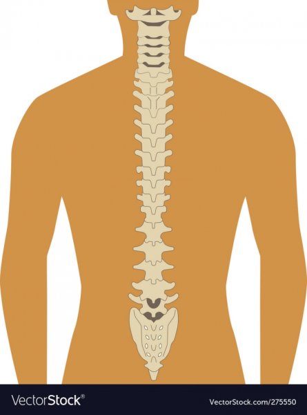 Отделы позвоночника биология 8 класс