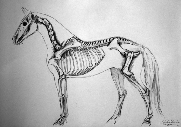 Баммес анатомия лошади