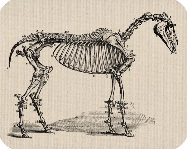 Скелет лошади спереди