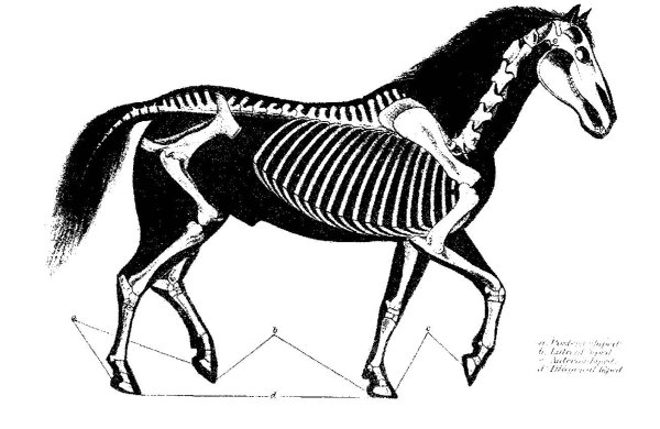 Скелет лошади сбоку