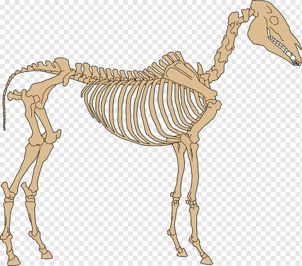 Скелет лошади анатомия