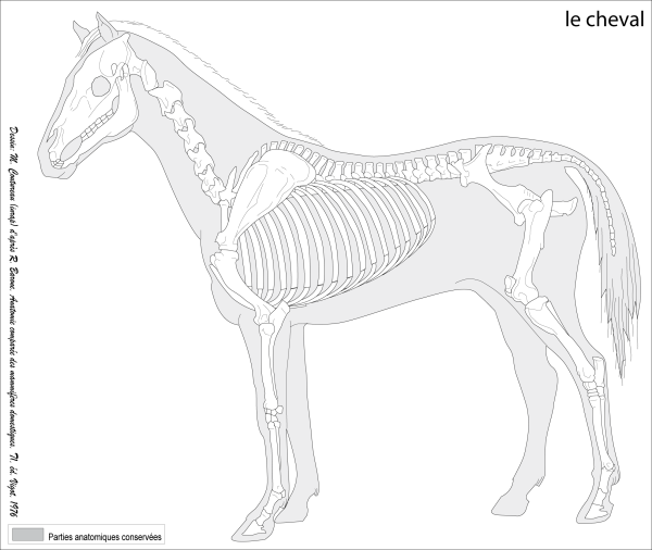Скелет лошади референс
